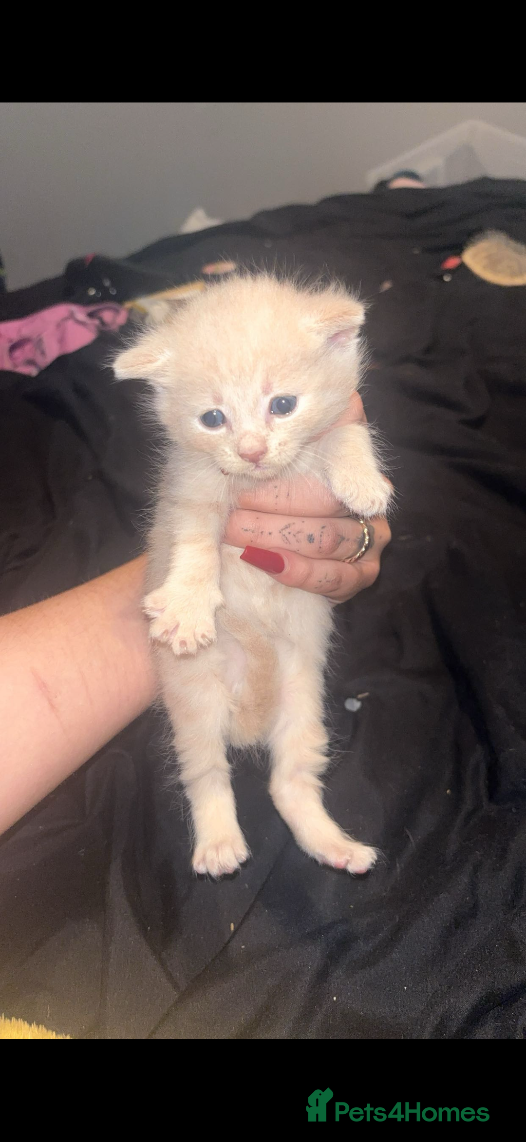 British Shorthair cats for sale: Cross British shorthair MALE ONLY ready!!!❌❌❌❌ - Image 9