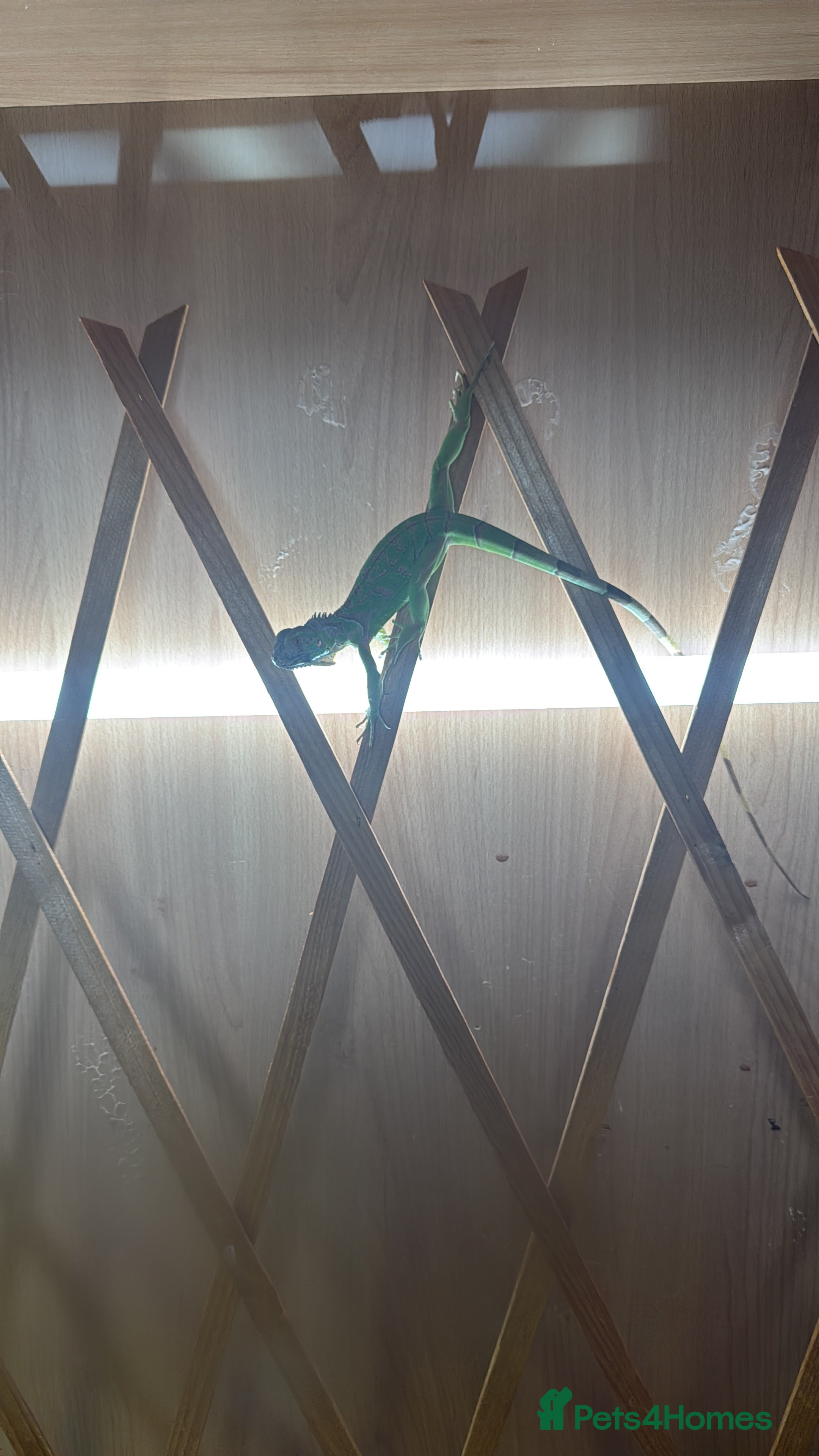 Iguana reptiles Baby iguana - Advert 12