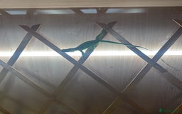 Iguana reptiles for sale: Baby iguana - Advert 1