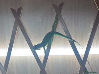 Iguana reptiles Baby iguana - Advert 19