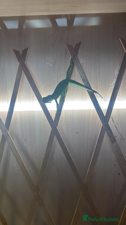 Iguana reptiles Baby iguana - Advert 1