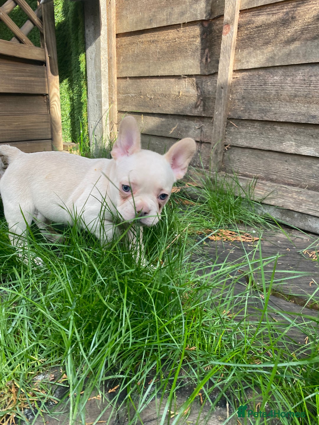 French Bulldog dogs for sale: 2 lovely French bulldog boys for sale  - Image 10