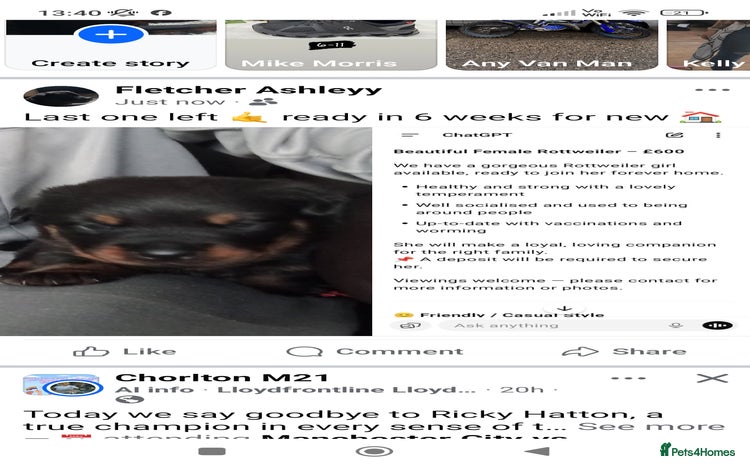 Rottweiler dogs - Advert 1