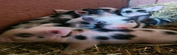 Pig livestock for sale: Micro pigs /t cup - Advert 9