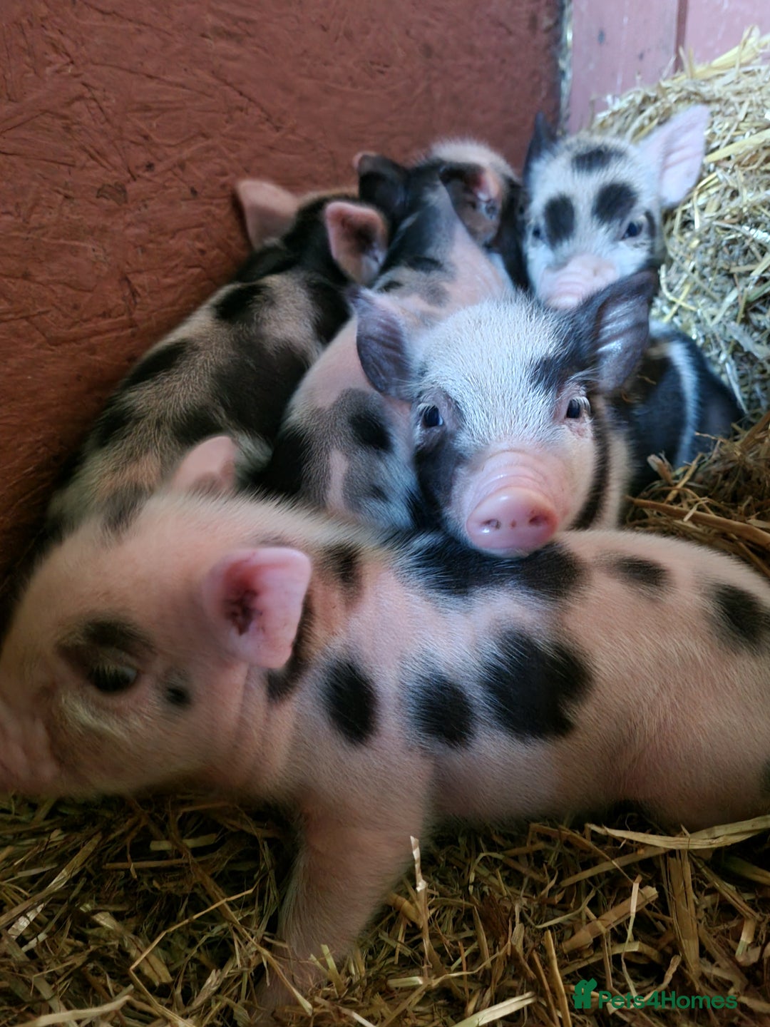 Pig livestock for sale: Micro pigs /t cup - Image 9