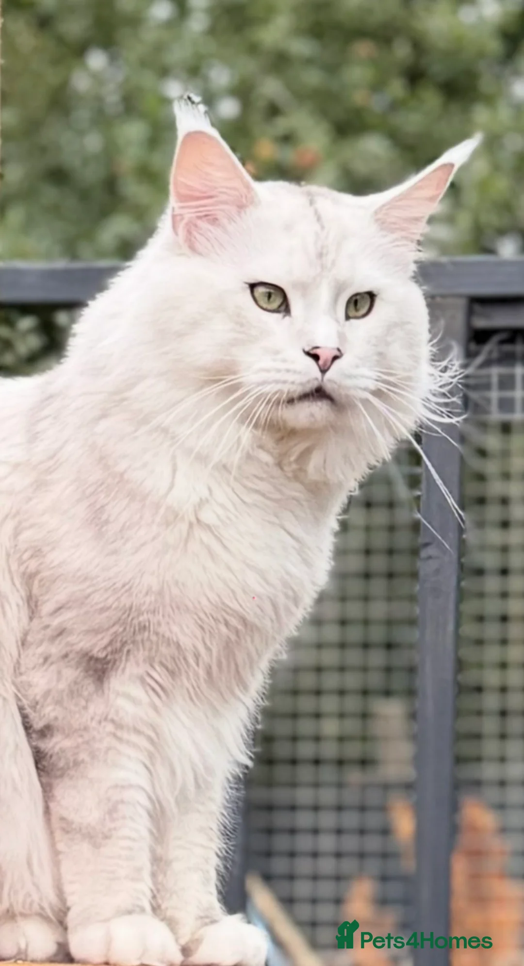 Maine Coon cats for sale: Stunning GCCF RegBlue Silver Shaded Female Kitten  - Advert 1