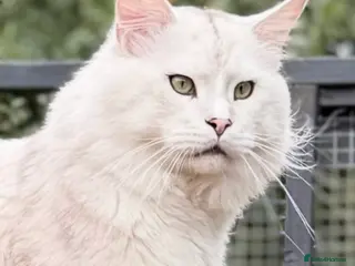 Maine Coon cats Stunning GCCF RegBlue Silver Shaded Female Kitten - Advert 1