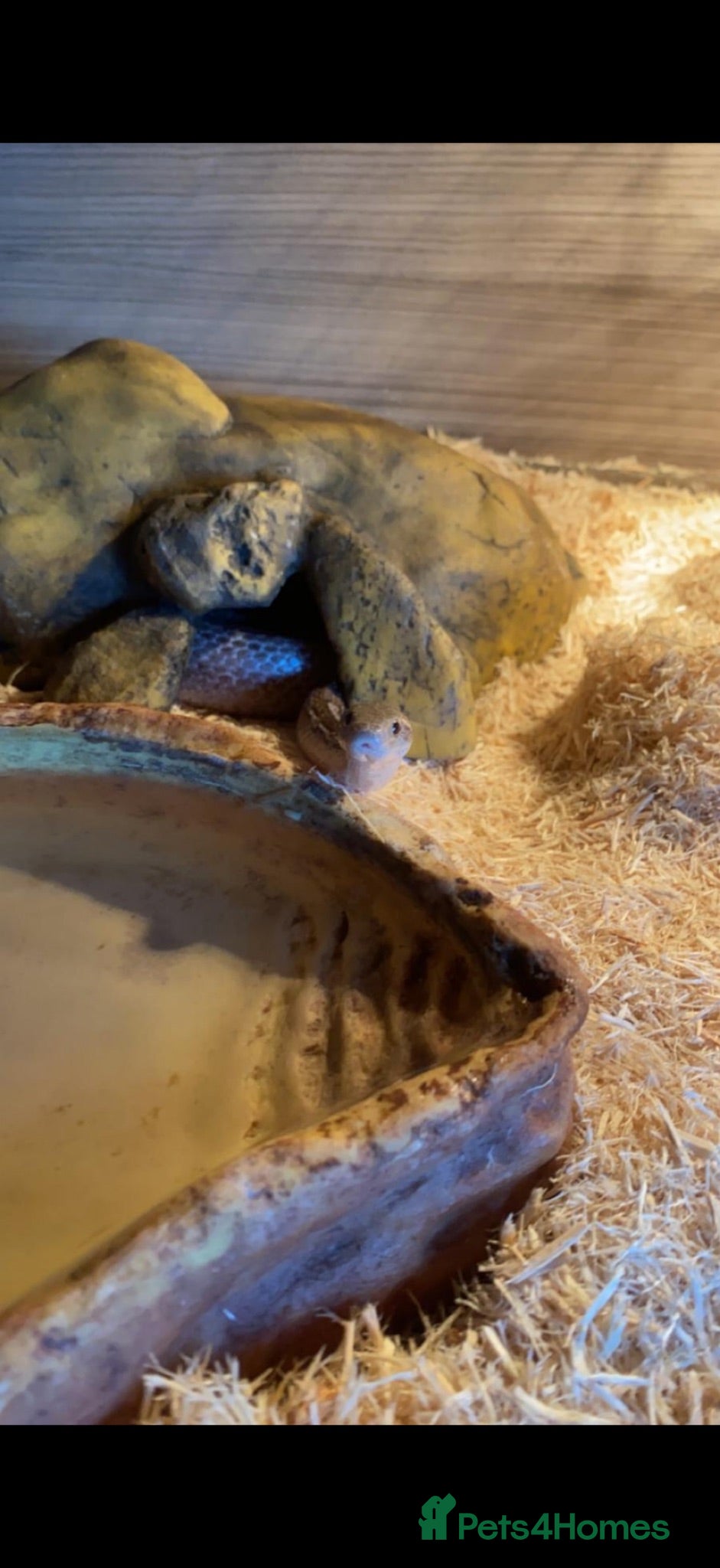 Corn Snake reptiles Motley ghost corn snake - Advert 1