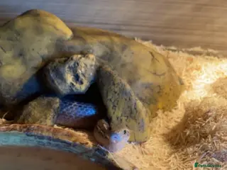 Corn Snake reptiles Motley ghost corn snake - Advert 1