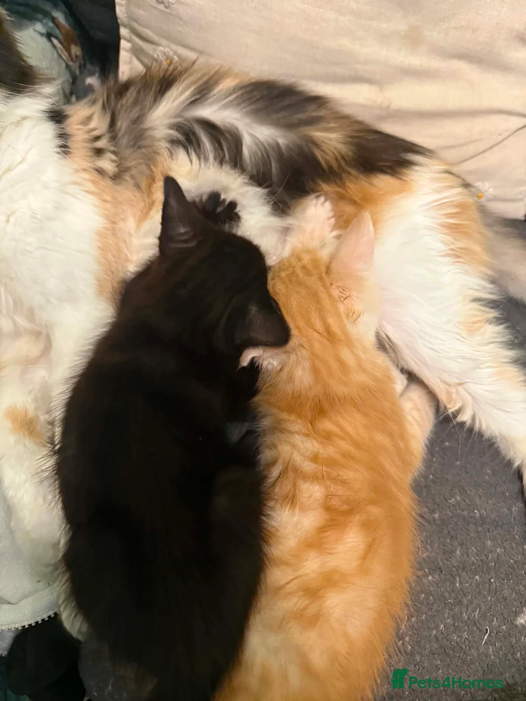 Maine Coon cats for sale: Full breed Maine Coon kittens 😸  - Advert 2