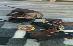 Miniature Dachshund dogs for sale: Miniature Dachshund puppies Longhaired & Smooth  - Image 18