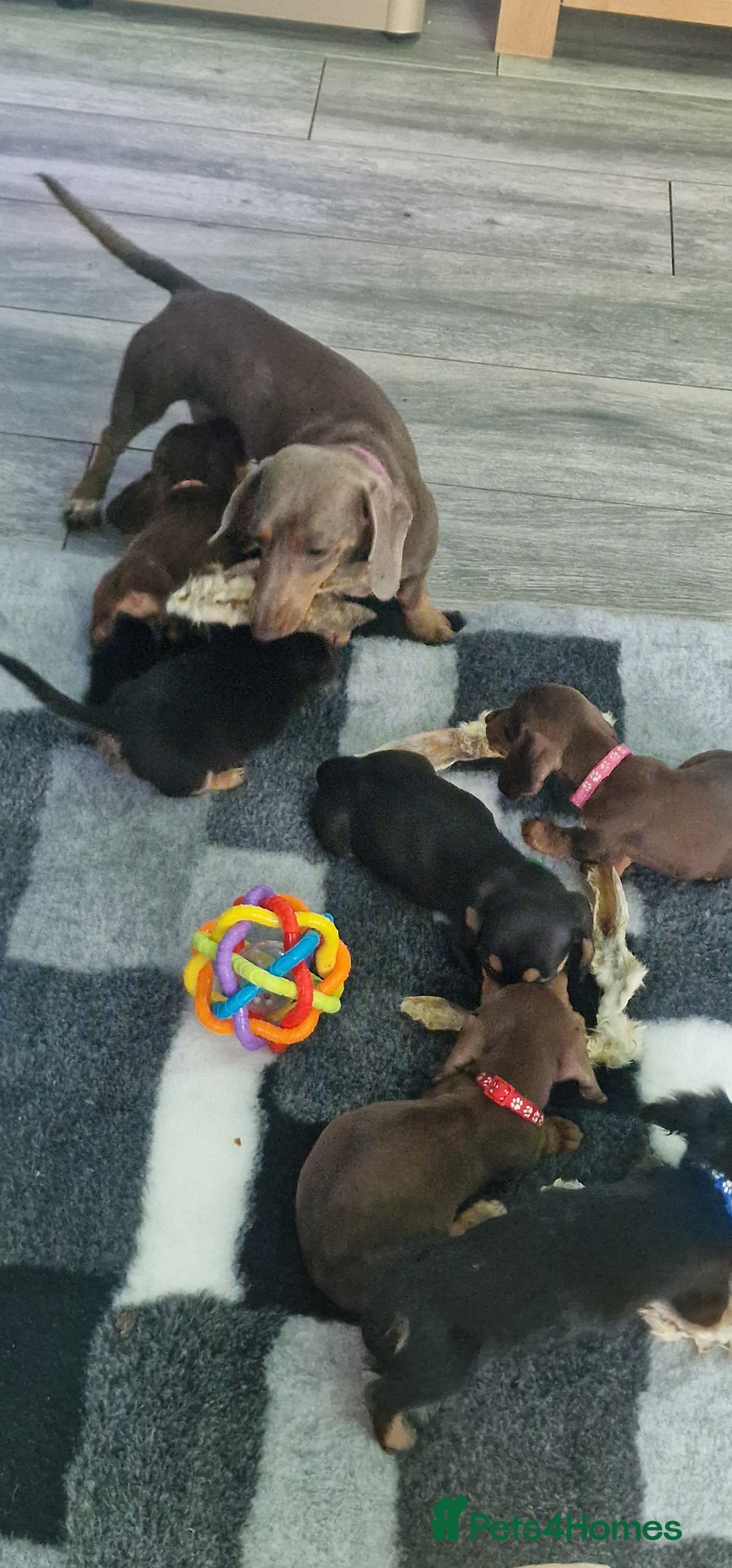 Miniature Dachshund dogs for sale: Miniature Dachshund puppies Longhaired & Smooth  - Image 18