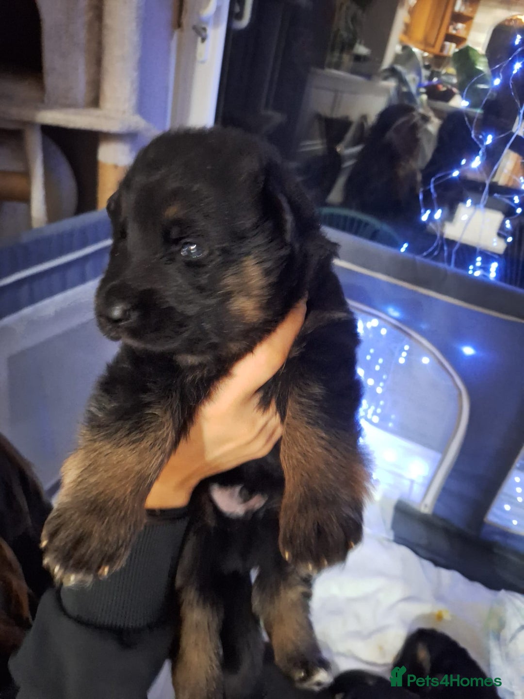 German Shepherd dogs for sale: Beautiful  German Shepherd  - Advert 3