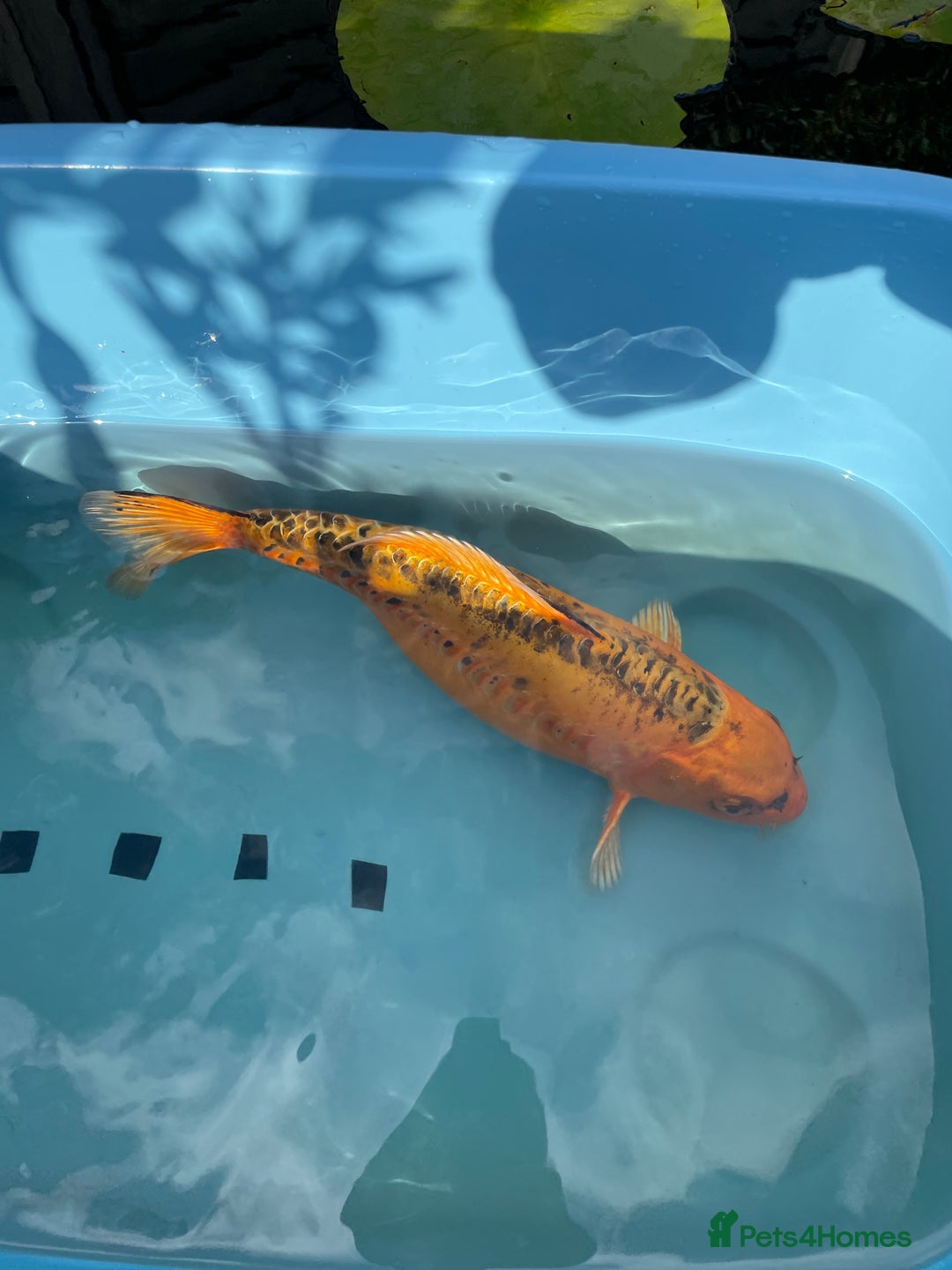 Koi Carp fish for sale: Koi Carp - Image 2