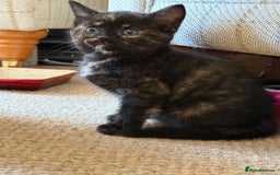 Mixed Breed cats for sale: Very nice kittens from the best mother. - Image 4