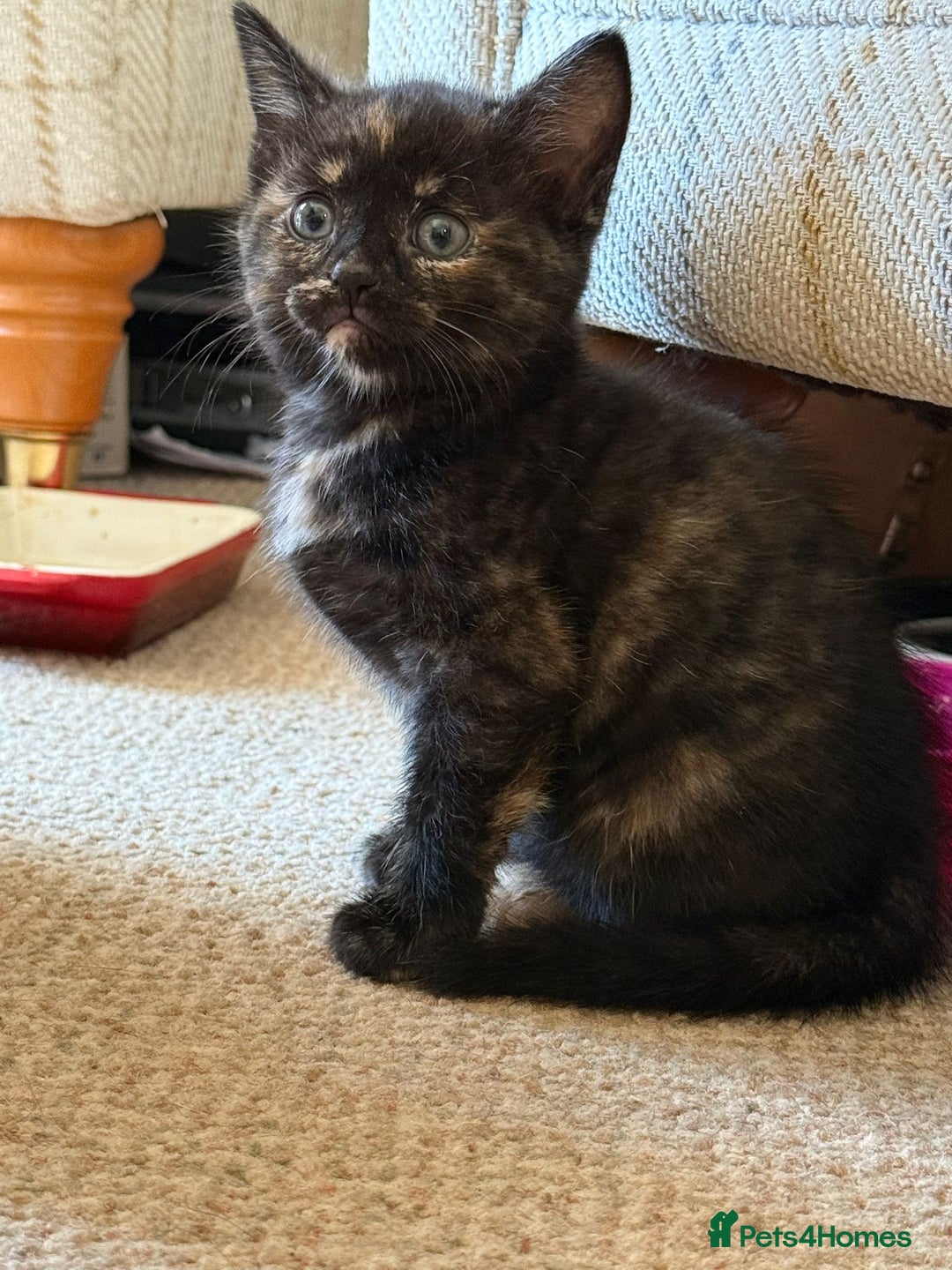 Mixed Breed cats for sale: Very nice kittens from the best mother. - Image 4