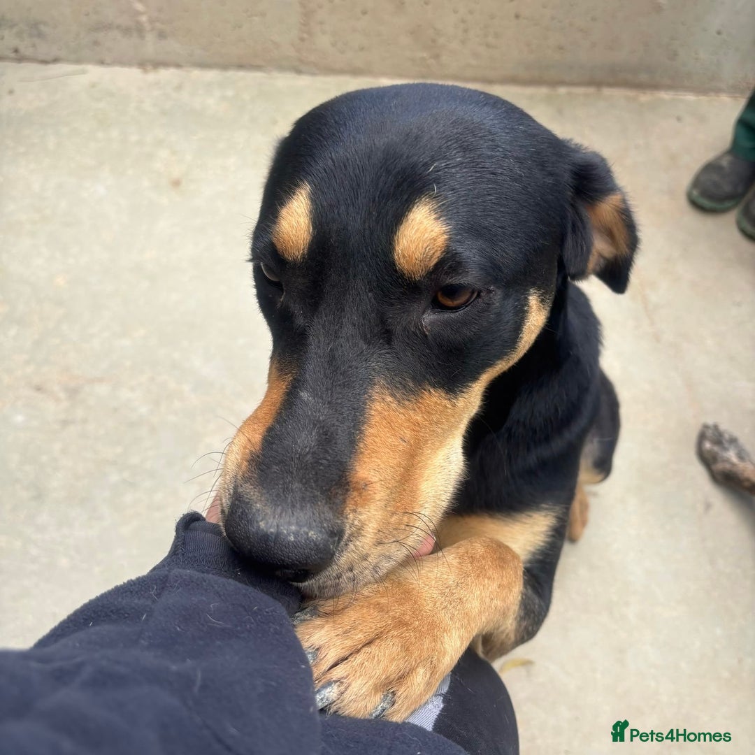 Mixed Breed dogs for adoption: Parker (Hound mix) - Image 23