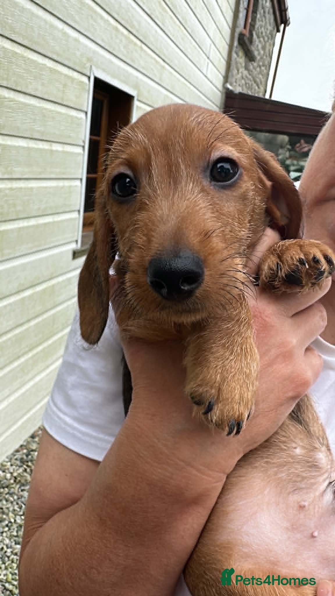 Dachshund dogs Std Wire Haired Dachshund Pup - Advert 1
