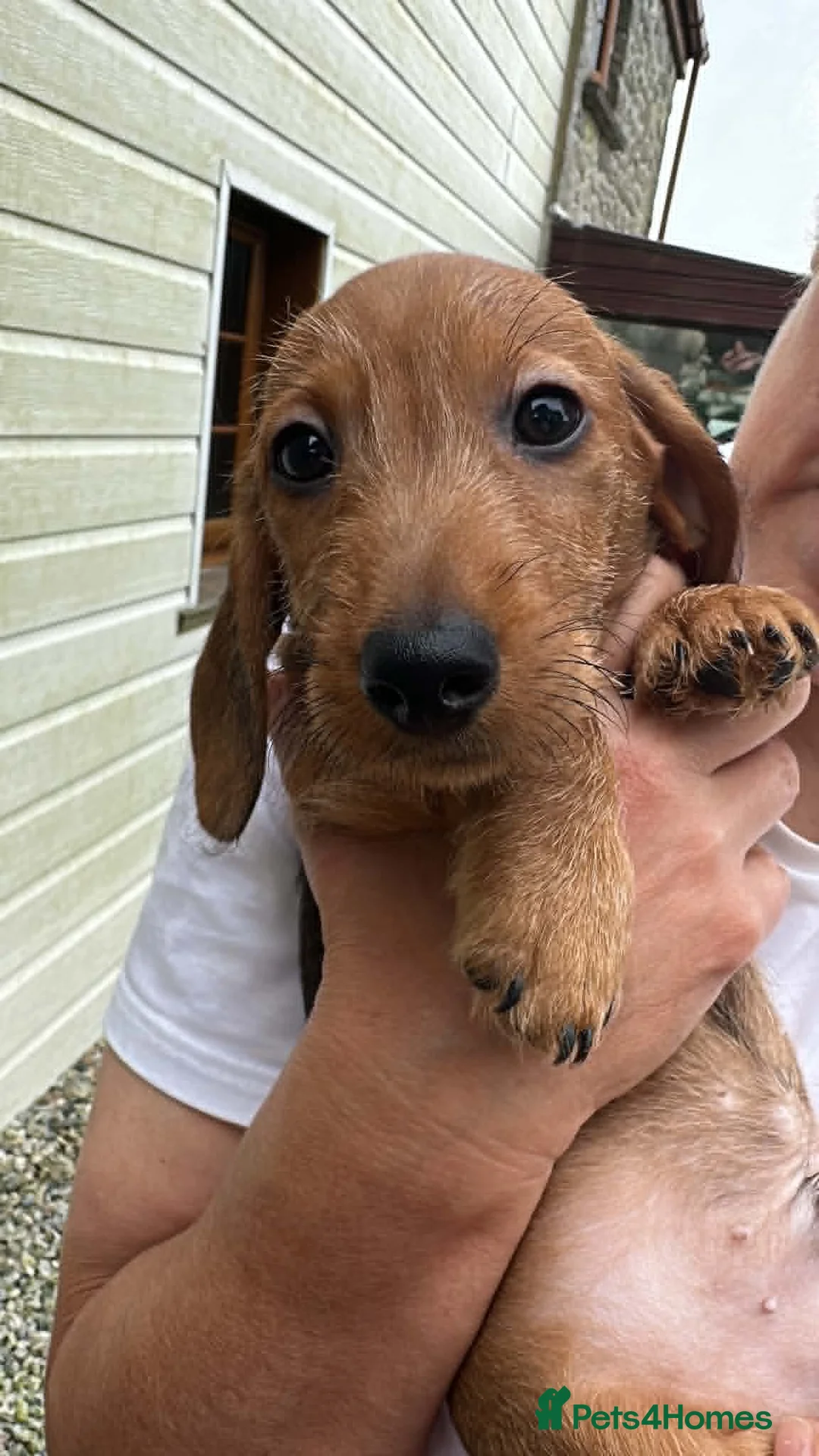Dachshund dogs for sale: Std Wire Haired Dachshund Pup - Advert 1