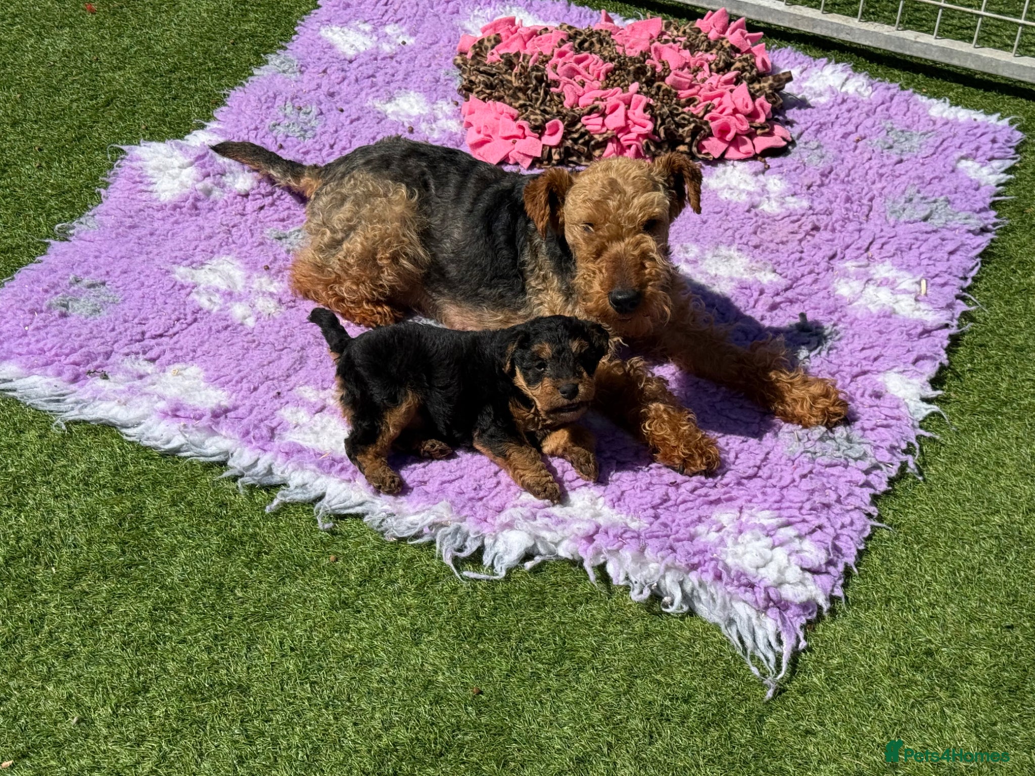 Welsh Terrier dogs Adorable Welsh terrier puppy  - Advert 14