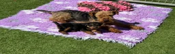 Welsh Terrier dogs for sale: Adorable Welsh terrier puppy  - Advert 1