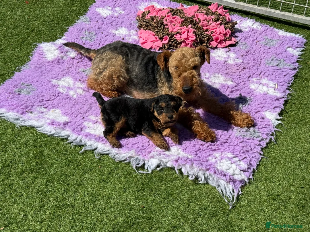 Welsh Terrier dogs for sale: Adorable Welsh terrier puppy  - Advert 1
