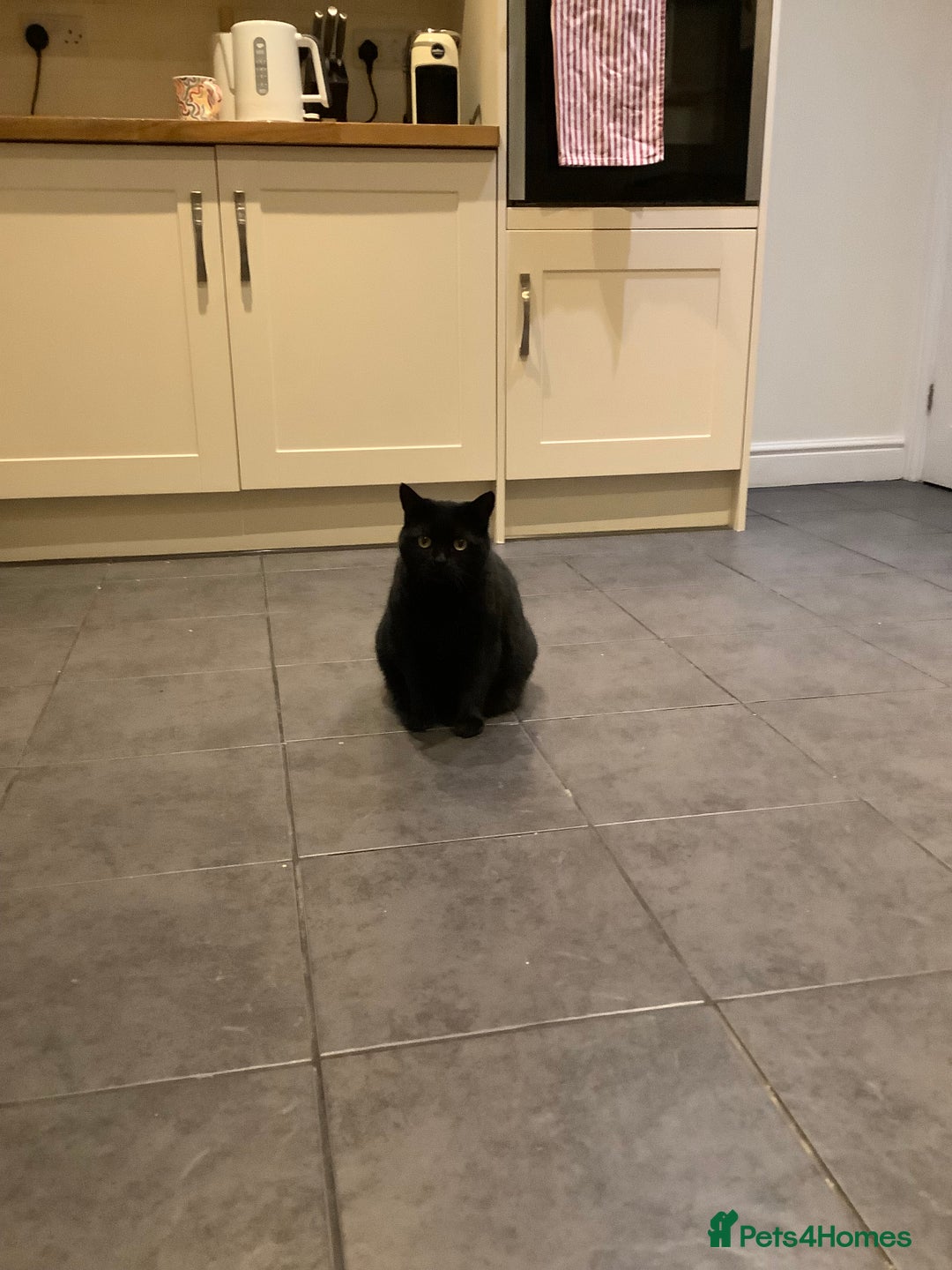 British Shorthair cats for sale: Jynx the pretty cat - Advert 2