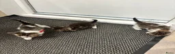 Mixed Breed cats for sale: Beautiful kittens  - Advert 7