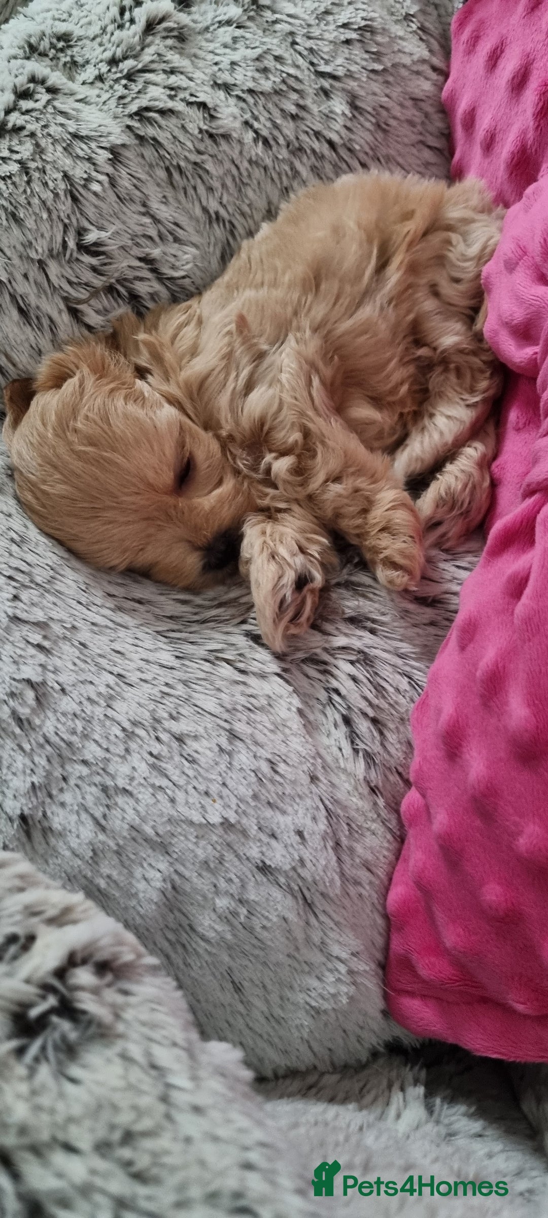 Maltipoo dogs for sale: F1 tiny maltipoo teddies  - Image 17