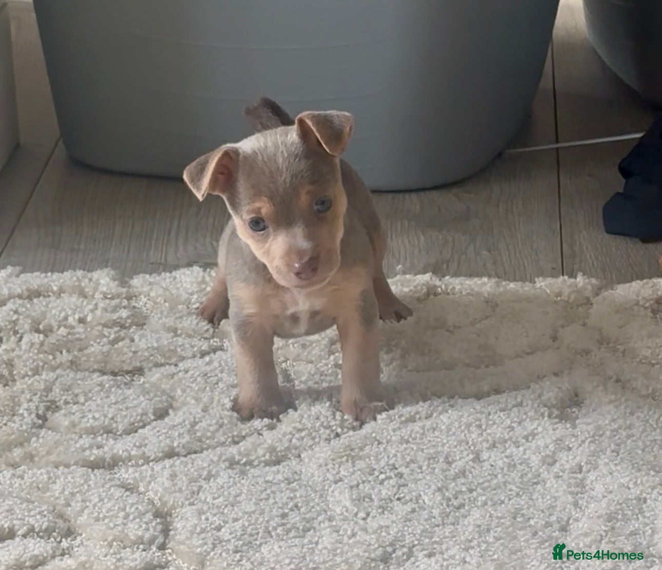 Jack Russell dogs Blue/tan and lilac Jack Russell Puppies - Advert 3