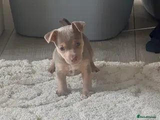 Jack Russell dogs Blue/tan and lilac Jack Russell Puppies - Advert 3