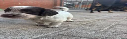 Cocker Spaniel dogs for sale: Stunning kc registered working cocker spaniels - Advert 10