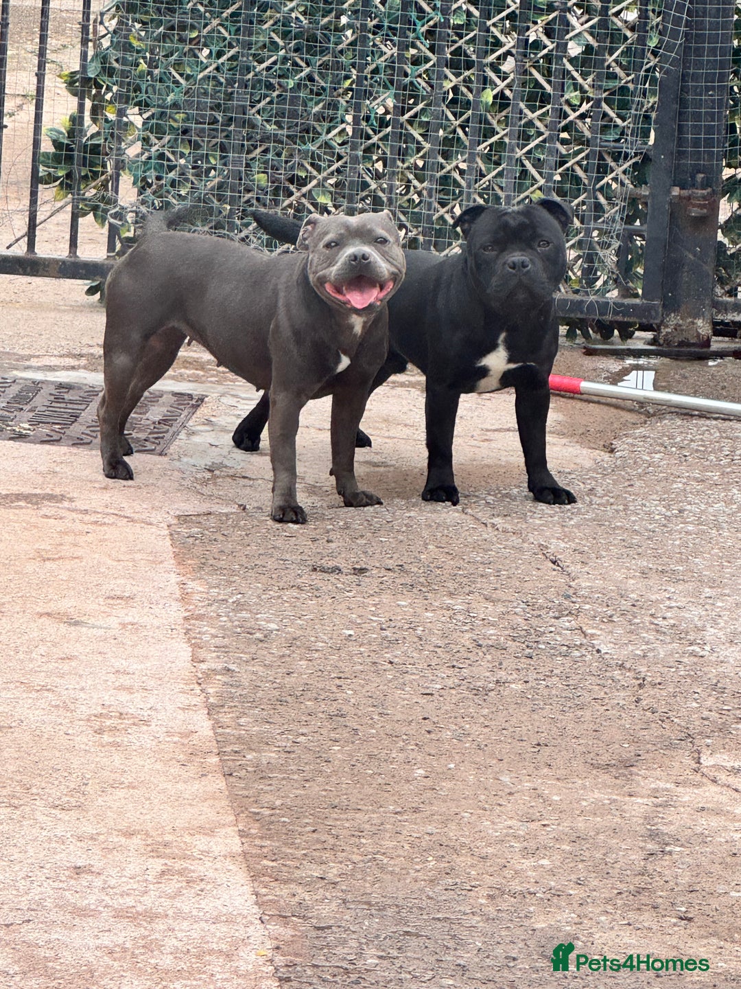 Staffordshire Bull Terrier dogs for sale: Black to blue health tested Staffords - Advert 22