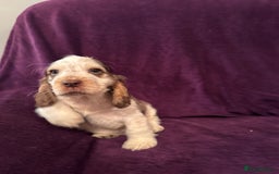 Cocker Spaniel dogs for sale: 🩷Stunning chocolate sable roan show type cocker🩷 - Advert 9