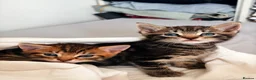 Domestic Shorthair cats for sale: 2 Adorable Mixed Breed Kittens–Must Stay Together - Advert 2