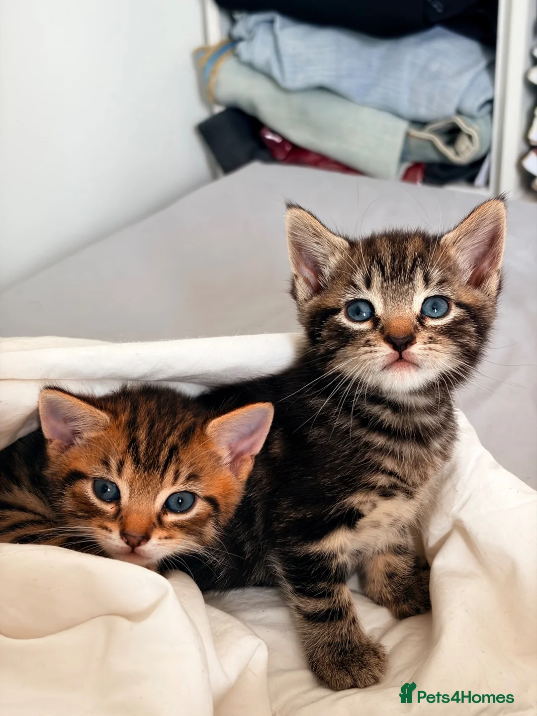 Domestic Shorthair cats for sale: 2 Adorable Mixed Breed Kittens–Must Stay Together - Advert 2