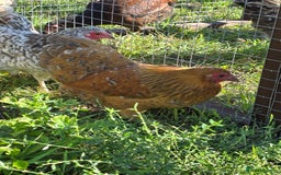Chickens poultry for sale: Wyandotte Bantams  - Image 1