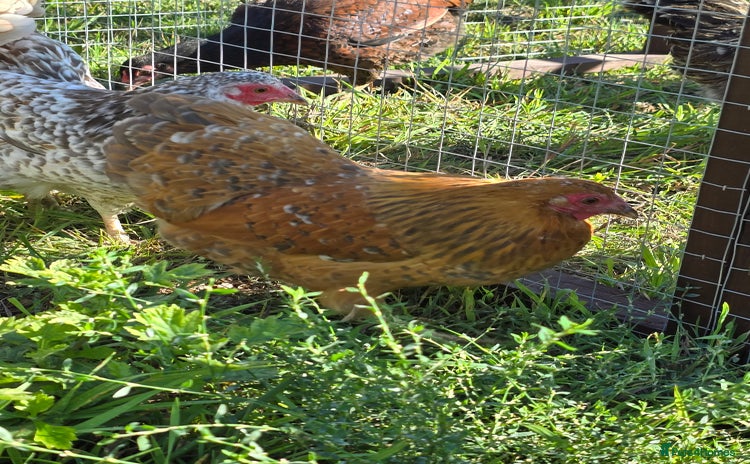 Chickens poultry - Advert 2