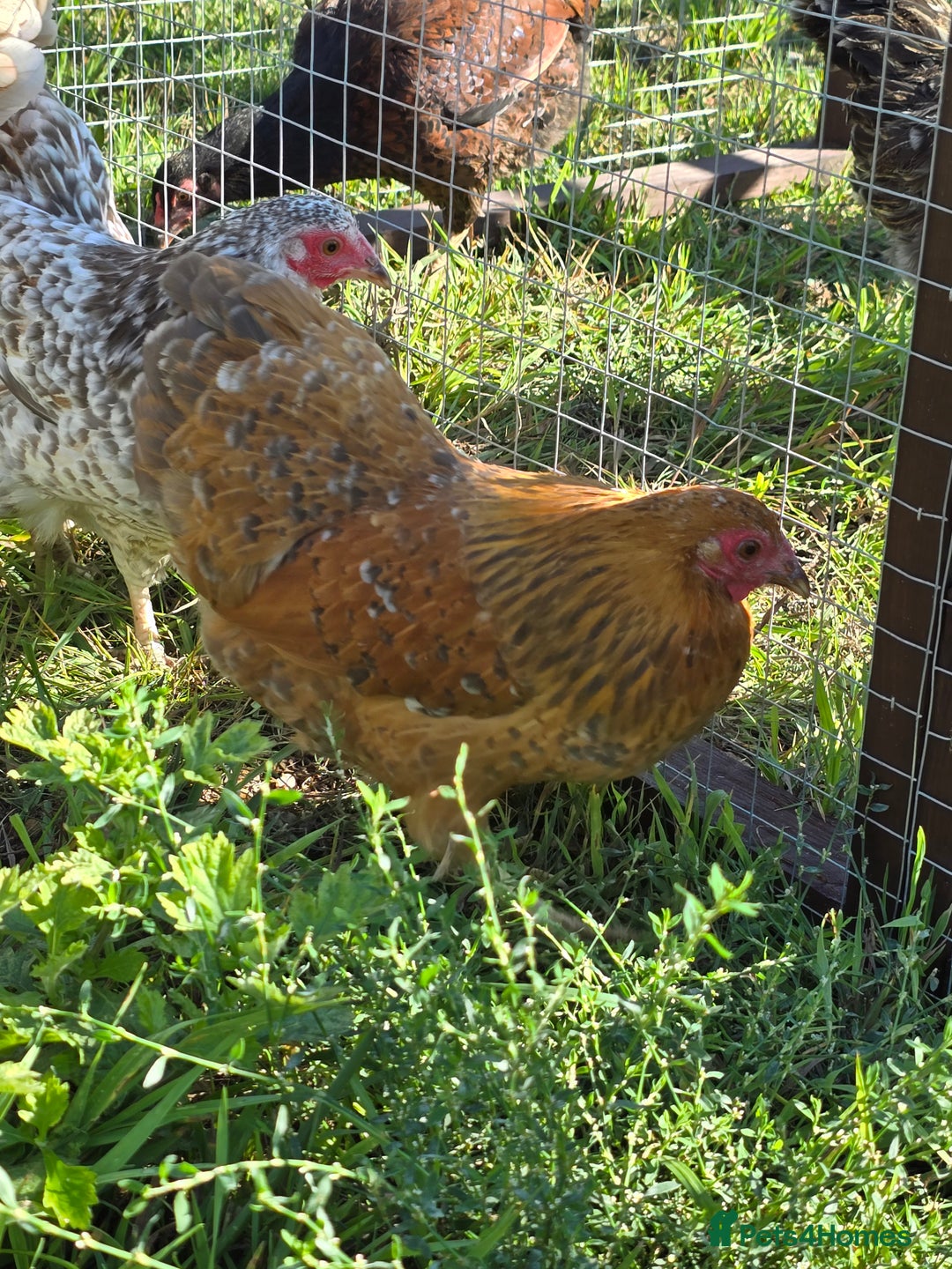 Chickens poultry for sale: Wyandotte Bantams  - Image 1