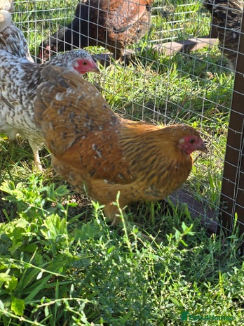 Chickens poultry - Advert 5