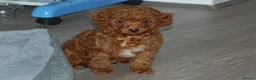 Toy Poodle dogs for sale: Champion blood Beautiful solid red KC toy poodle - Advert 5