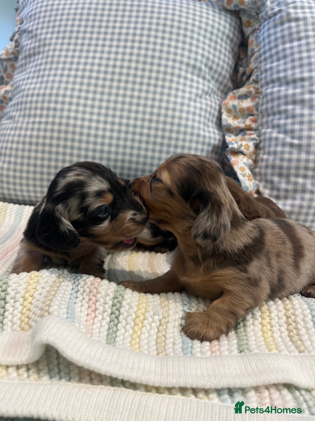 Miniature Dachshund dogs for sale: Mini long hair dachshund pups - Advert 9
