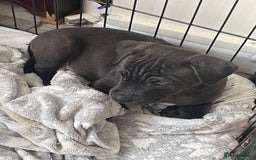 Staffordshire Bull Terrier dogs for sale: Sold  - Image 23