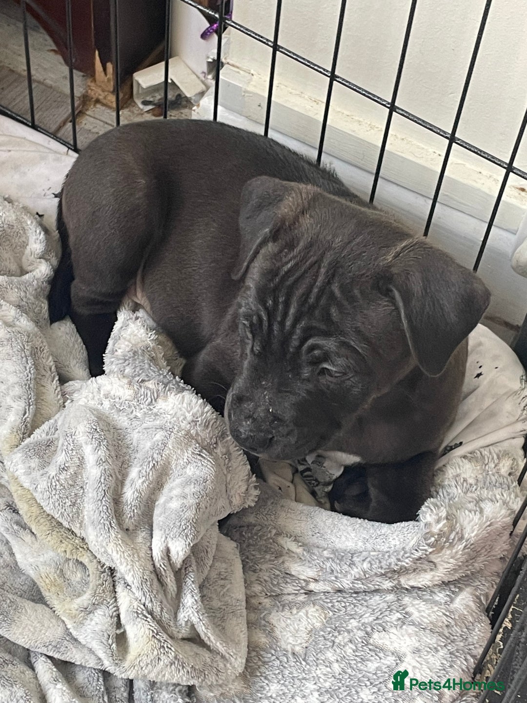 Staffordshire Bull Terrier dogs for sale: Sold  - Image 23