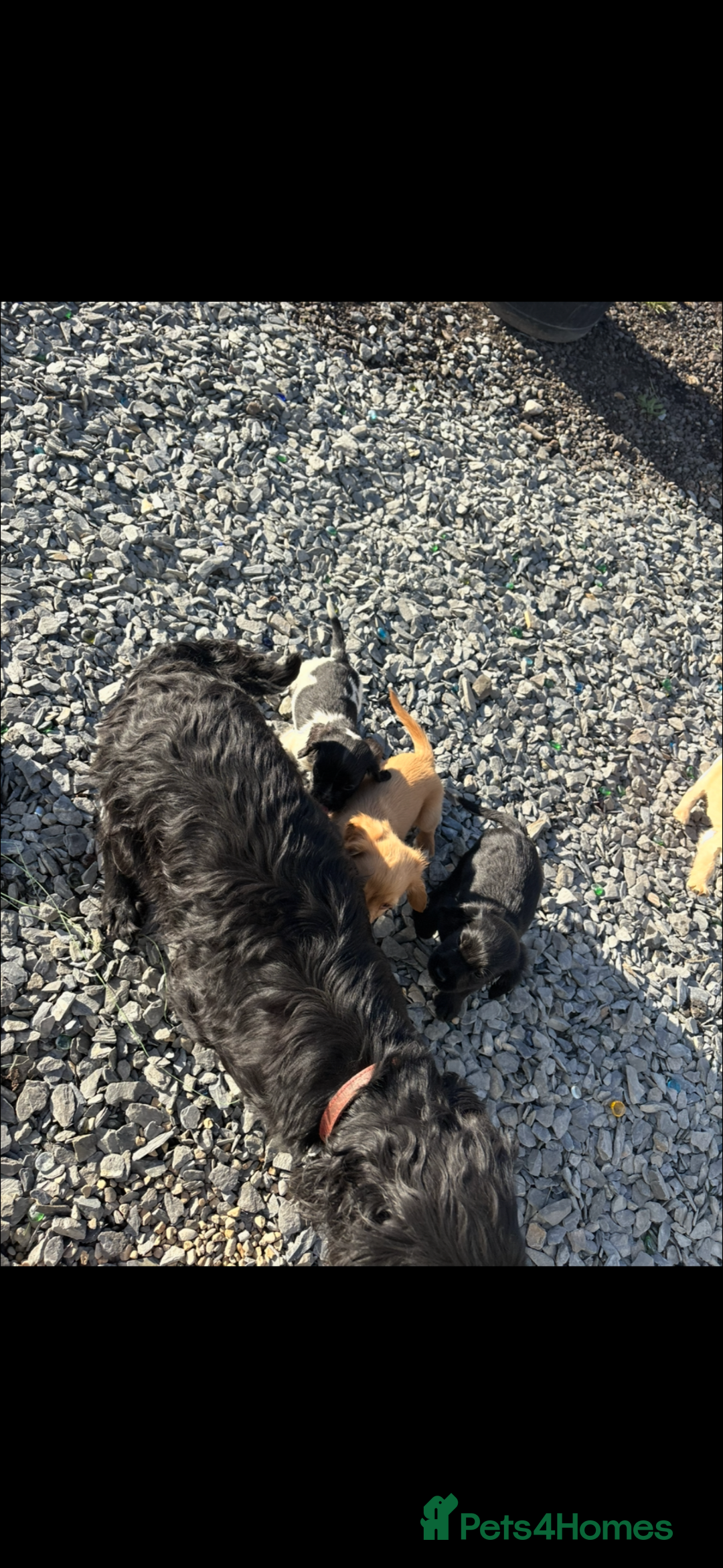 Cocker Spaniel dogs for sale: Ready to leave  - Image 12