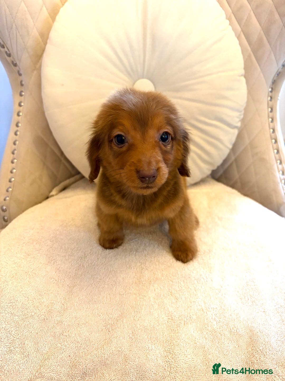 Miniature Dachshund dogs for sale: Dachshund puppy only 1 Boy still available  - Advert 21