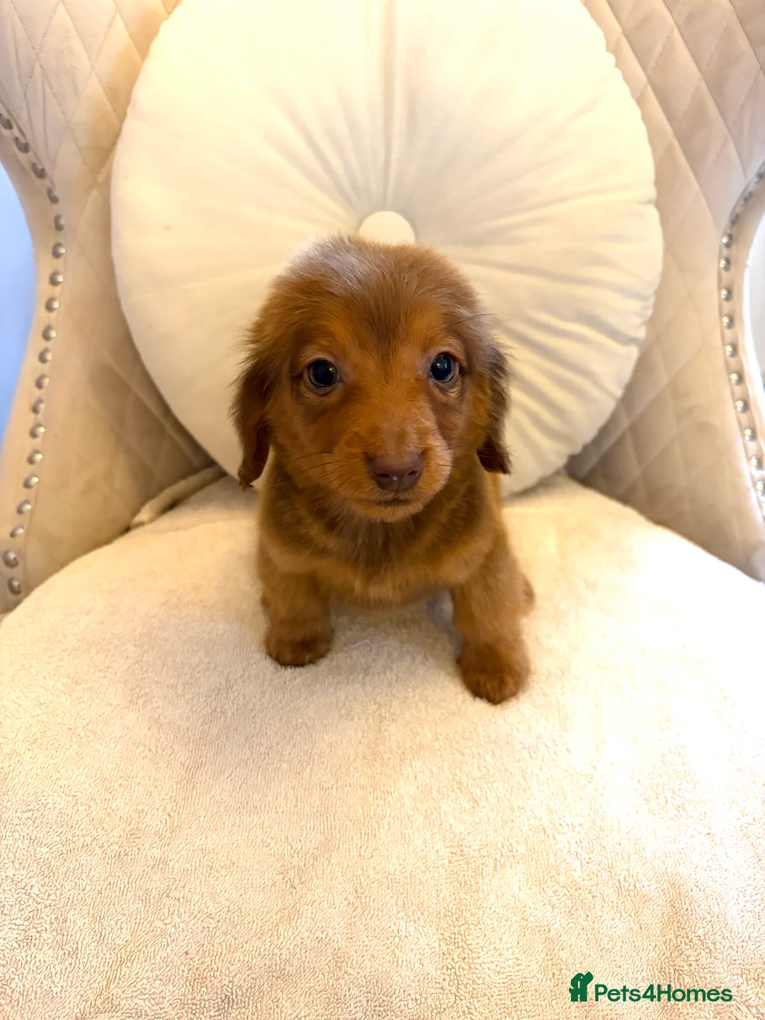 Miniature Dachshund dogs for sale: Dachshund puppy only 1 Boy still available  - Advert 21