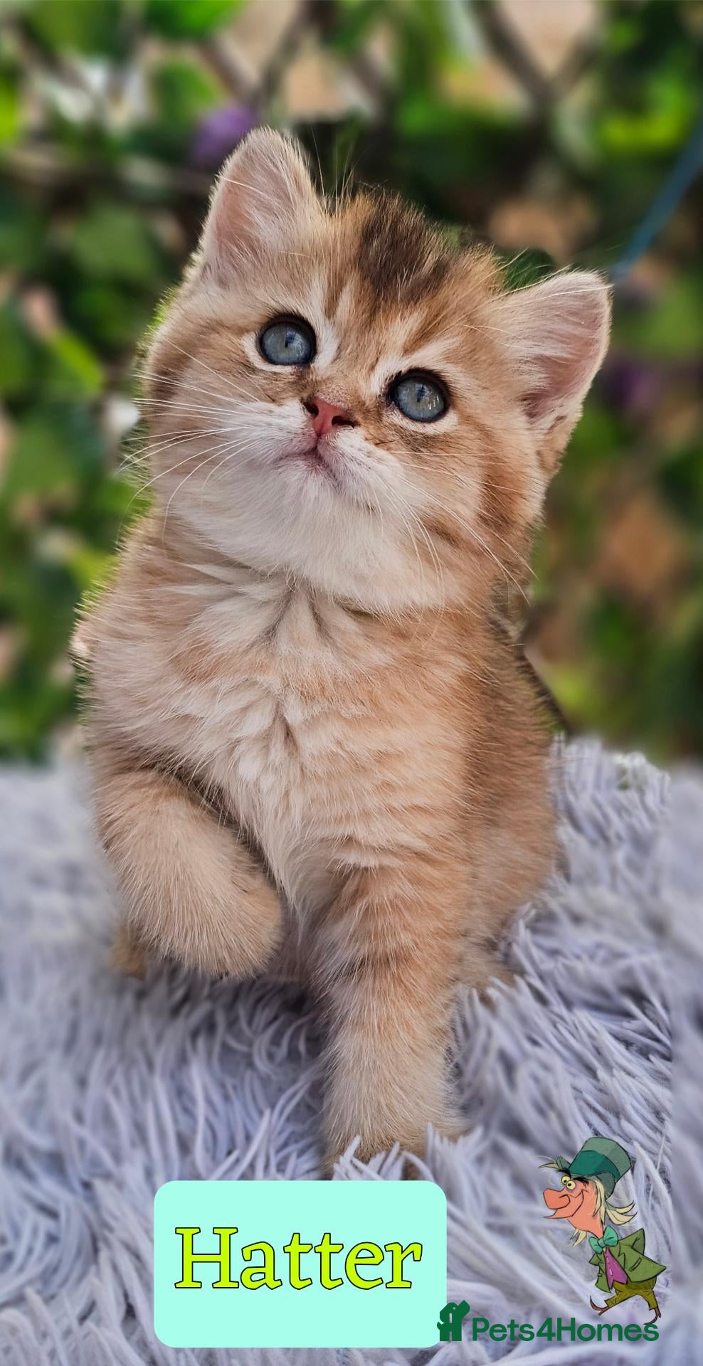 British Shorthair cats ✨️🧸 Stunning Babies, GCCF Registered 🧸✨️ - Advert 2