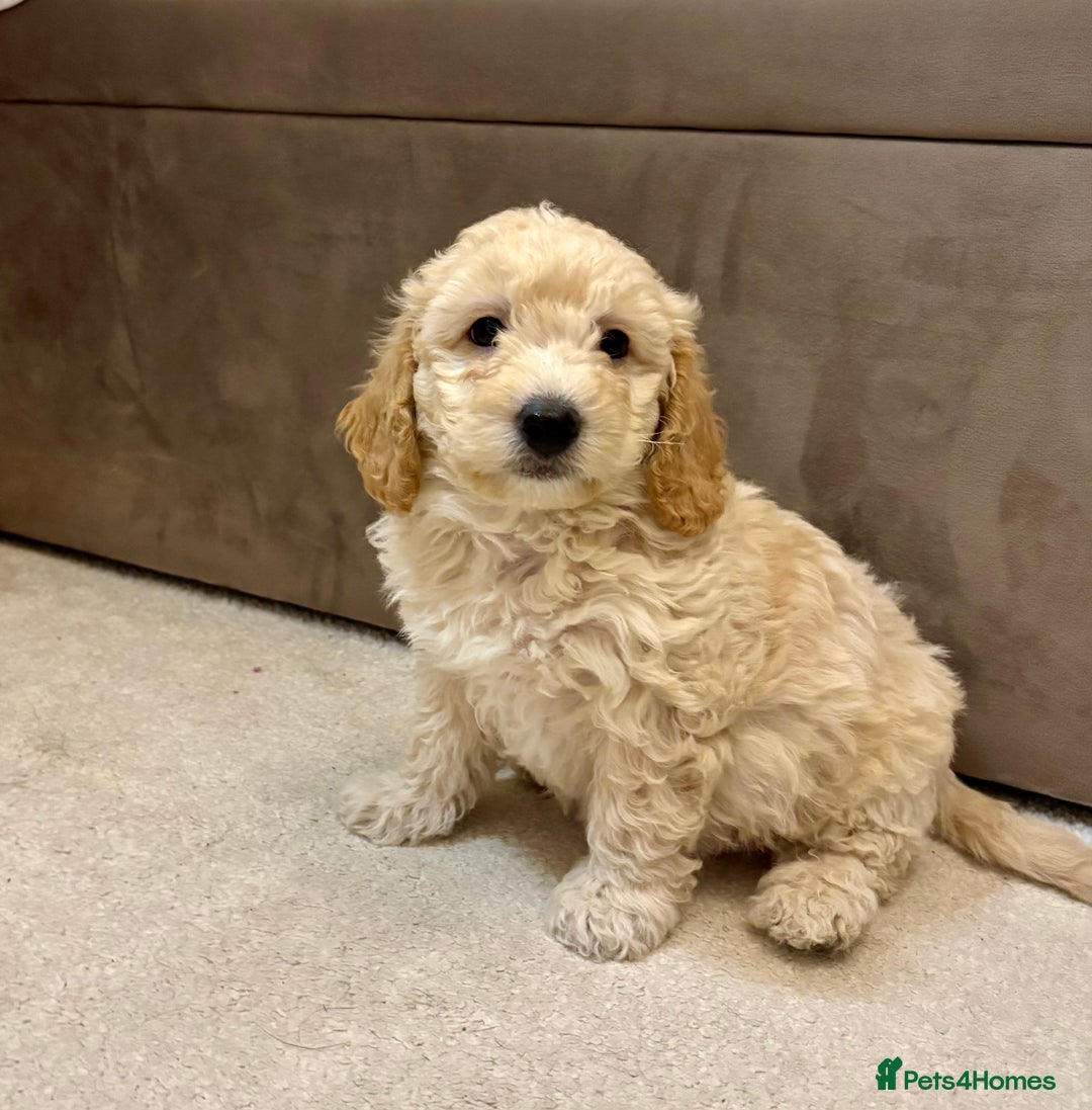 Poochon dogs for sale: Stunning Rare Phantom True Miniature Poochons - Advert 16