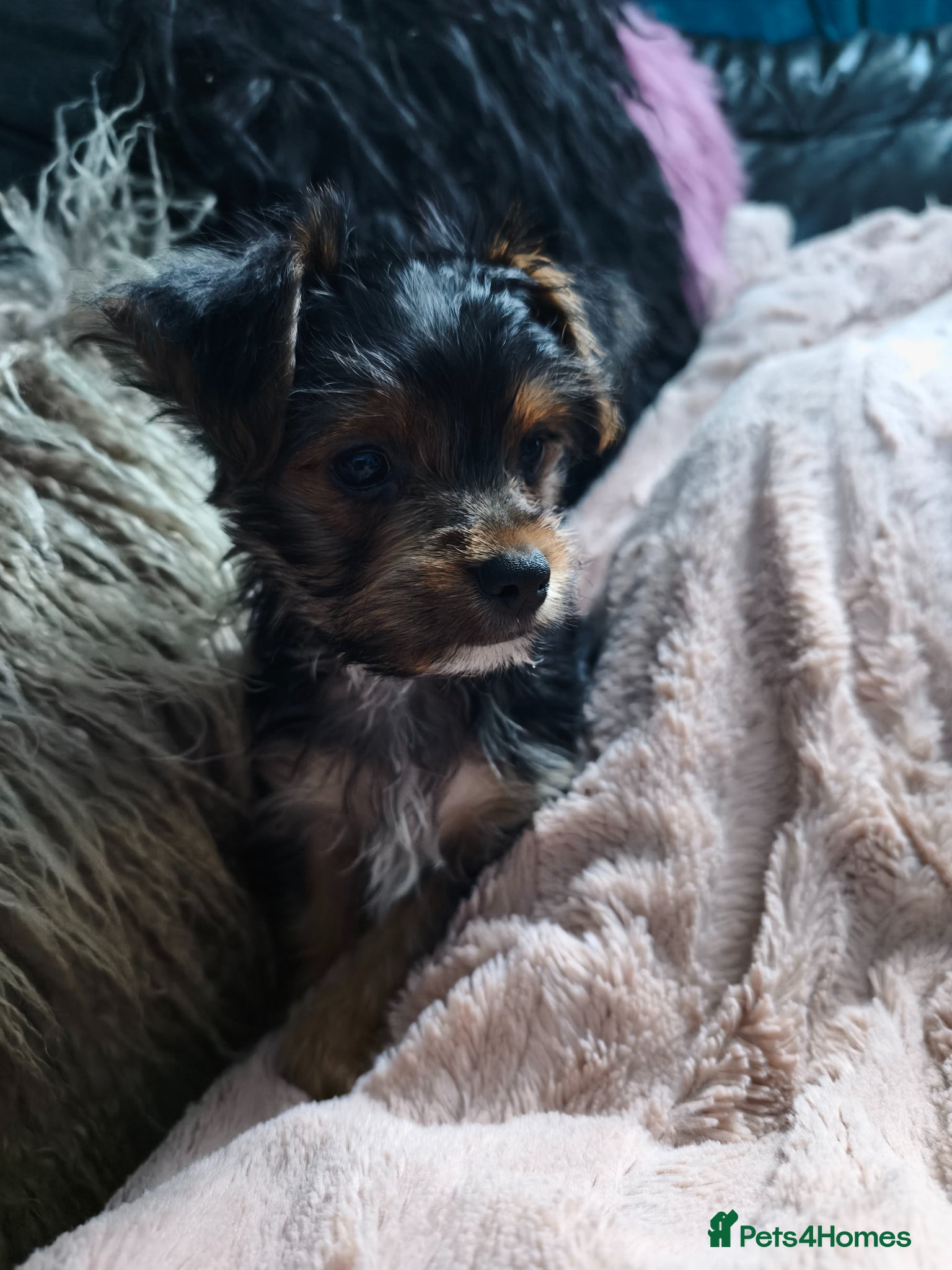 Yorkshire Terrier dogs Exceptional Yorkshire Terrier Boy  - Advert 5